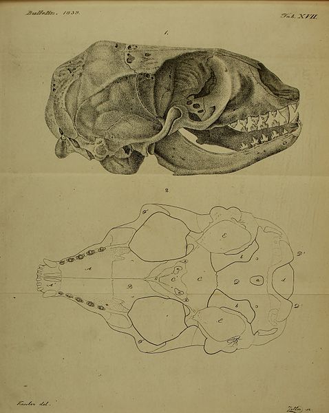 File:Bulletin de la Société Impériale des Naturalistes de Moscou (1840) (20436127125).jpg