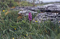 Orchis mascula Ireland - County Clare