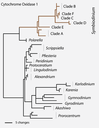 Genetic disparity between clades in the legacy genus Symbiodinium sensu lato compared to other dinoflagellates. Analysis of conserved mitochondrial sequences (CO1) and rDNA (SSU) suggest that a taxonomic revision of this group was required. See clades A--F, Polarella, Scrippsiella, Pfiesteria, Peridinium, Lingulodinium, Alexandrium, Karlodinium, Karenia, Gymnodinium, Gyrodinium, Akashiwo, and Prorocentrum. CO1 Phylogeny.png