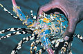 CSIRO ScienceImage 3341 Panulirus ornatus The ornate or tropical rock lobster.jpg