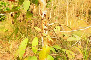 <i>Cratoxylum cochinchinense</i> species of plant