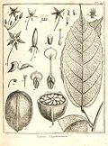 Cacao guianensis Aublet 1775 pl 275.jpg