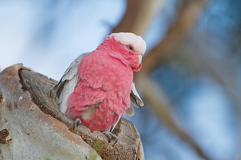 File:Cacatua roseicapilla - Austin's Ferry.jpg