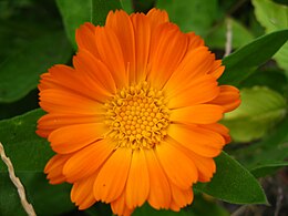 260px-Calendula_officinalis%2C_Vidin_02.jpg