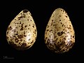 Calidris alpina schinzii - MHNT