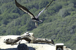 Condor: Name for two species of vultures