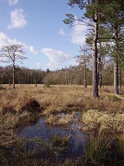 California Country Park - geograph.org.uk - 722765