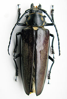 <i>Callipogon relictus</i> Species of beetle