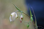 Miniatura para Calochortus albus