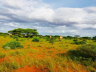 Camels in the outskirts of Guriceel.jpeg