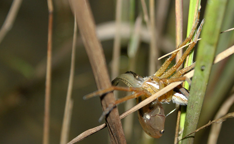 File:Cameroon Clawed frog tadpole being consumed by fishing spider.jpg