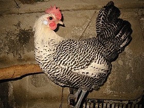 Poule campine au plumage argenté barré.