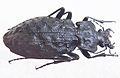 Carabus nodulosus