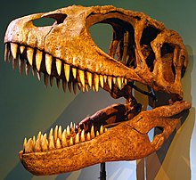 Carcharodontosaurus.jpg