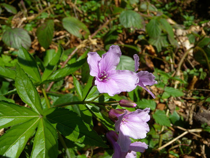File:Cardamine pentaphyllos flower.JPG