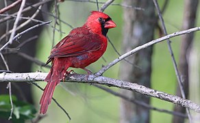 Cardinalis cardinalis (Northern Cardinal) 60.jpg