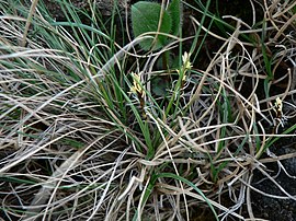 CarexRupestris1.jpg