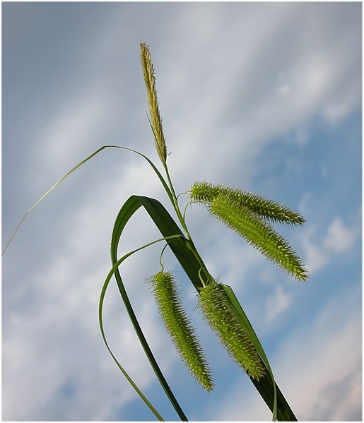 File:Carex pseudocyperus inflorescens (28).jpg