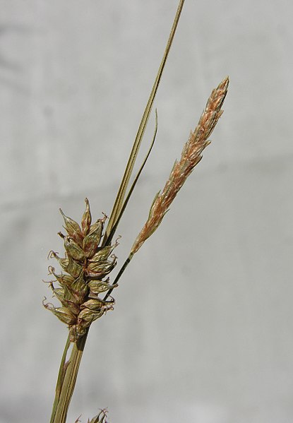 File:Carex punctata herbarium (4).jpg