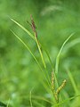 花序の先端部 複数の雄小穂を示す