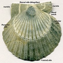 A fossil bivalve shell showing anterior and posterior wing or auricle Carolinapecten eboreus fossil scallop shell (Yorktown Formation, Pliocene; Lee Creek Phosphate Mine, near Aurora, eastern North Carolina, USA) 2 (15229362935).jpg