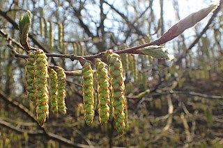 <span class="mw-page-title-main">Flora of Lithuania</span>