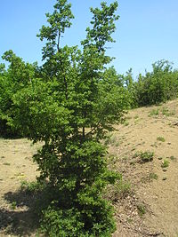 Carpinus orientalis Crimea.JPG