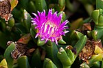 Thumbnail for Carpobrotus rossii