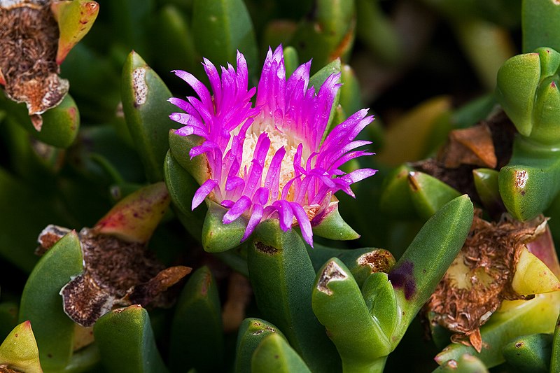 File:Carpobrotus rossii.jpg