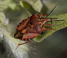 Gli evidenti paratergiti del Carpocoris mediterraneus (Heteroptera).