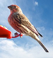 Male House Finch.