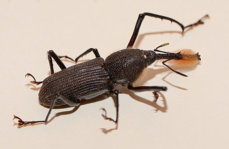 Diloboderus abderus