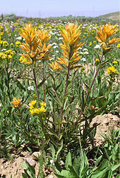 O pincel indiano de Cristo em flor no Monte Harrison