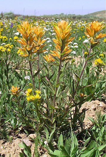 Castilleja christii