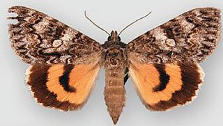 <i>Catocala allusa</i> Species of moth