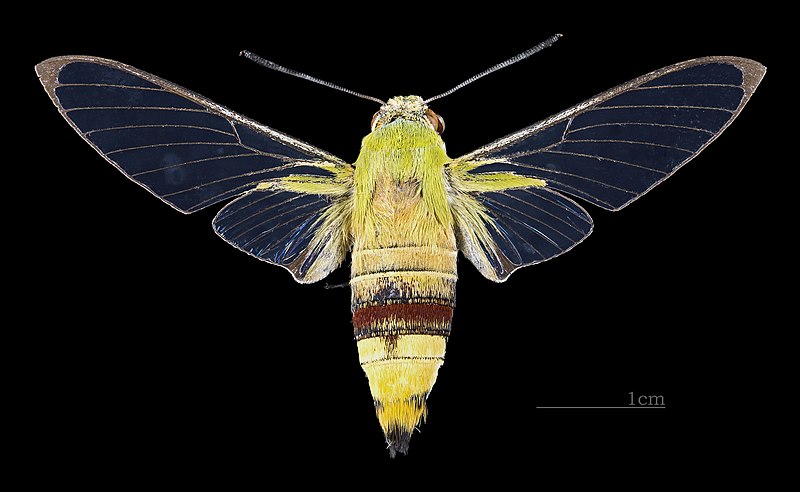 File:Cephonodes hylas hyles MHNT CUT 2010 0 138 Mae Tha Lamphun Thailand female dorsal.jpg