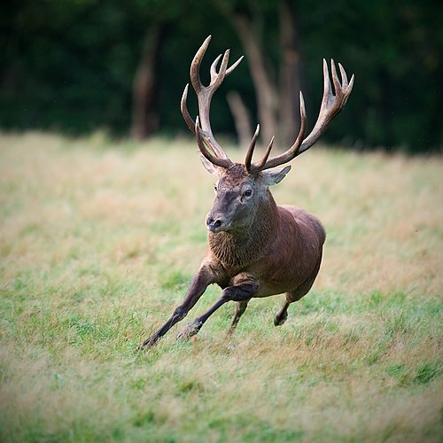 Благородный олень (Cervus elaphus)