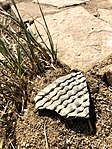 Corrugated type pottery shard in the Ancestral Puebloan tradition