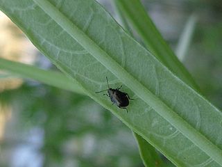 <i>Chaetocnema concinna</i> Species of beetle