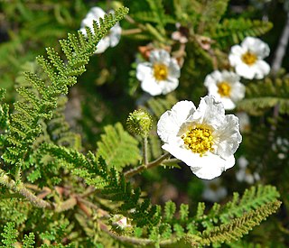 <i>Chamaebatia</i> Genus of evergreen shrubs in the rose family