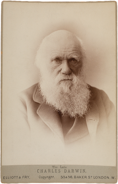 File:Charles Darwin by Elliott & Fry, 1874.png