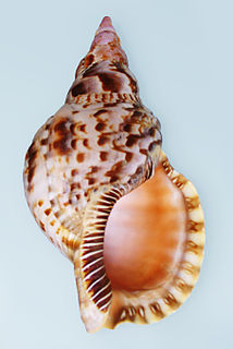 <i>Charonia</i> genus of molluscs