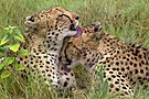 Cheetah Brothers AdF.jpg