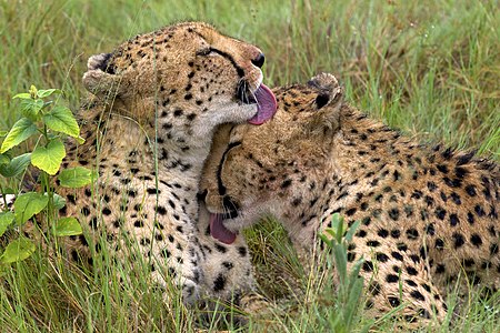 Two young cheetah brothers cleaning each other after having fed. Cheetah are solitary animals but when they are young they stay together for some time, in so-called coalitions, that help them survive until they become mature individuals.