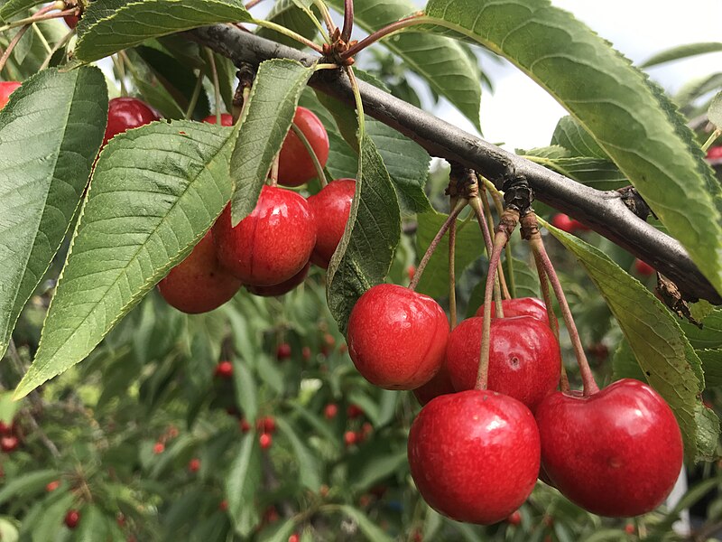 File:Cherries on a tree Germany 2020.jpg