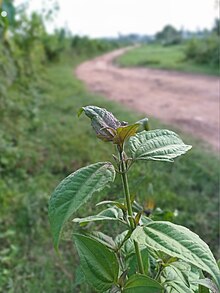 Chromolaena odorata, photo taken at Satkania Upazilla, Middle Kanchana, Jelepara, Chittagong, Bangladesh. Chromolaena odorata 2.jpg