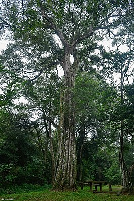 Рифлёный ствол зрелого дерева C. viridifolium (Южная Африка)