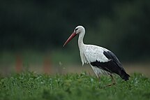 Fehér gólya (Ciconia ciconia)