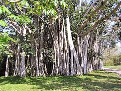 Árboles con raíces aéreas.