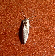 Cilix hispanica (5261191003) .jpg